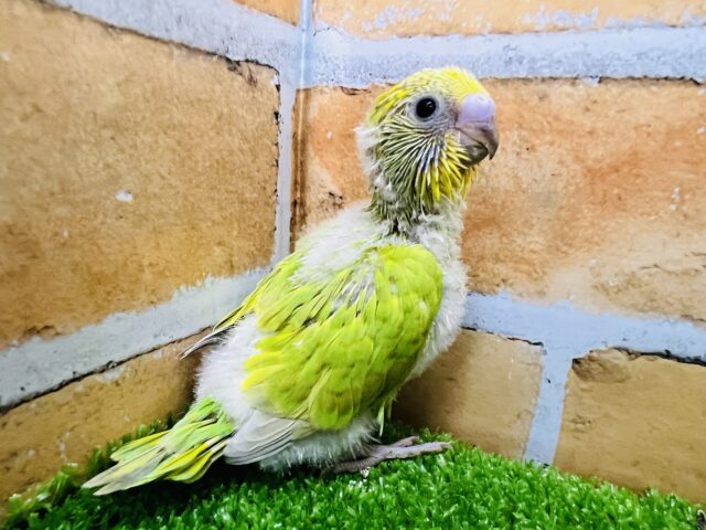 セキセイインコ