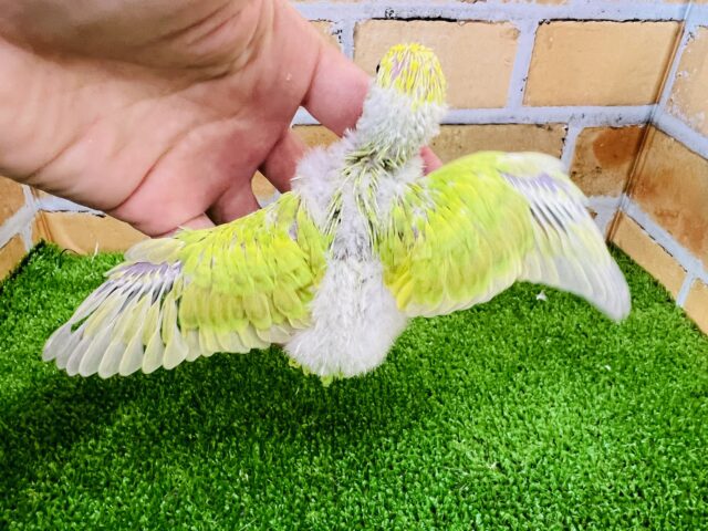 セキセイインコ