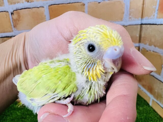 綺麗な若草カラー☆セキセイインコ（グリーンスパングル）