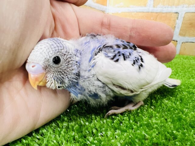 食いしん坊!バイオレットなパイド♡セキセイインコ〜