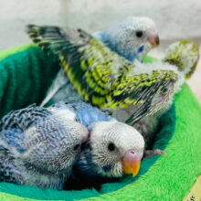 おチビさん達大集合♬*°セキセイインコ ヒナ