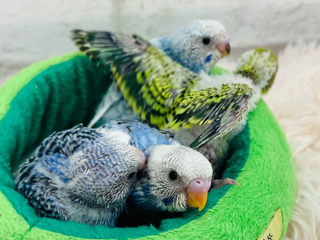 おチビさん達大集合♬*°セキセイインコ ヒナ