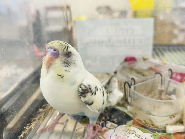 セキセイインコ