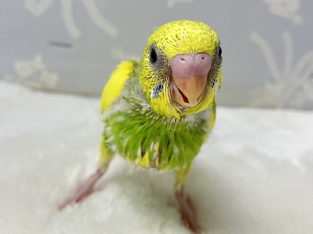 セキセイインコ