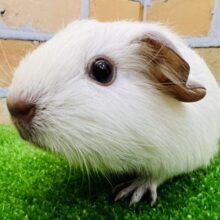 垂れ耳♡ロシアンスモークモルモットの女の子♡