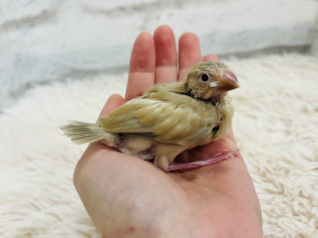 シナモン文鳥