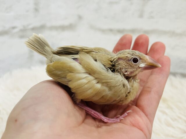 シナモン文鳥