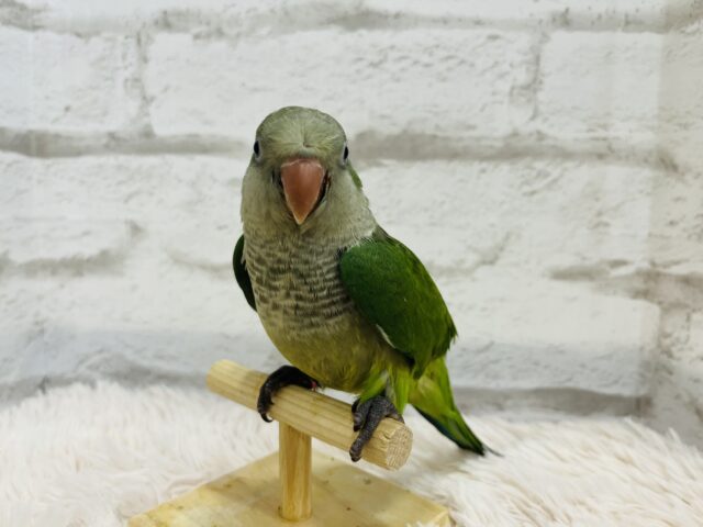 オキナインコ