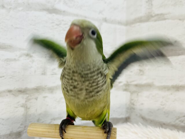 オキナインコ