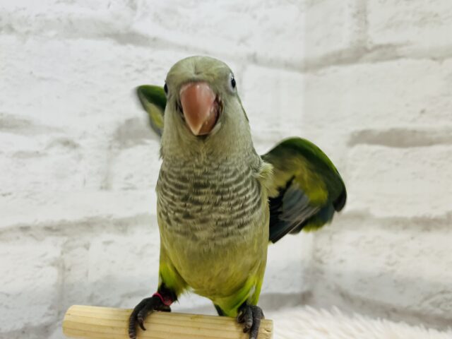 オキナインコ