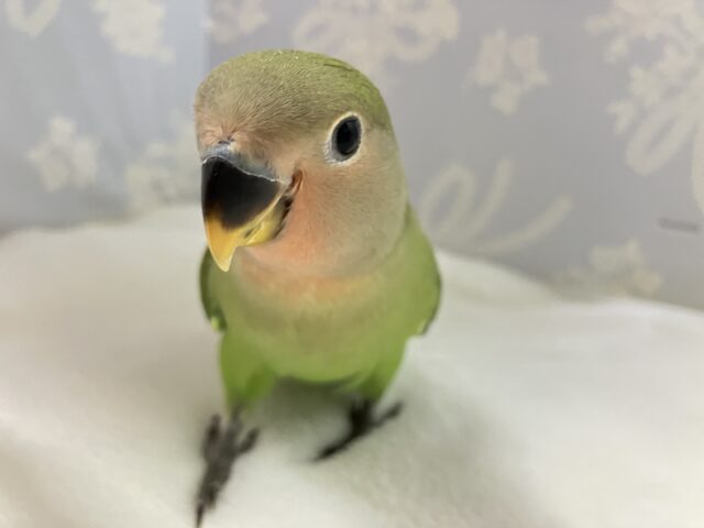 コザクラインコ（小桜インコ）