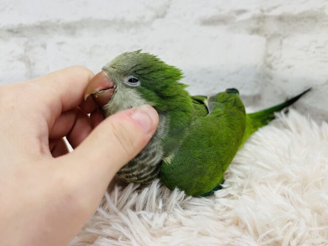 オキナインコ