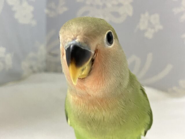 ✨最新画像✨森に潜んだ爽快DIAMOND💠👀𖤣𖠿コザクラインコ(ノーマル2024年10月生まれ)