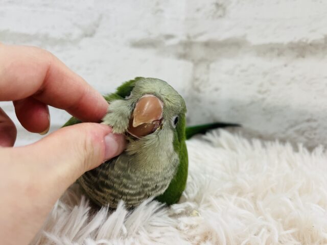 オキナインコ