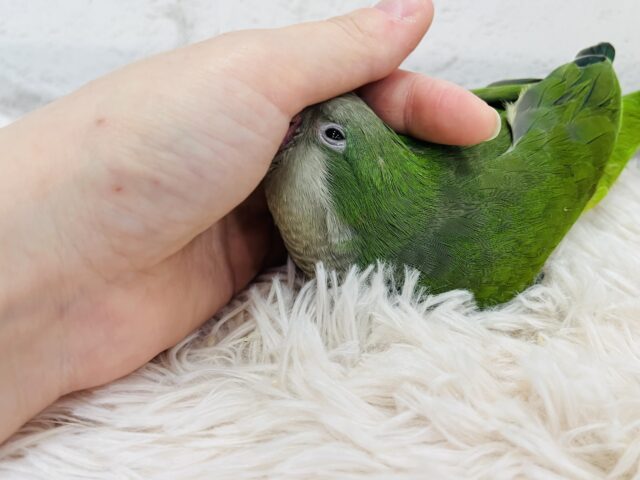 オキナインコ