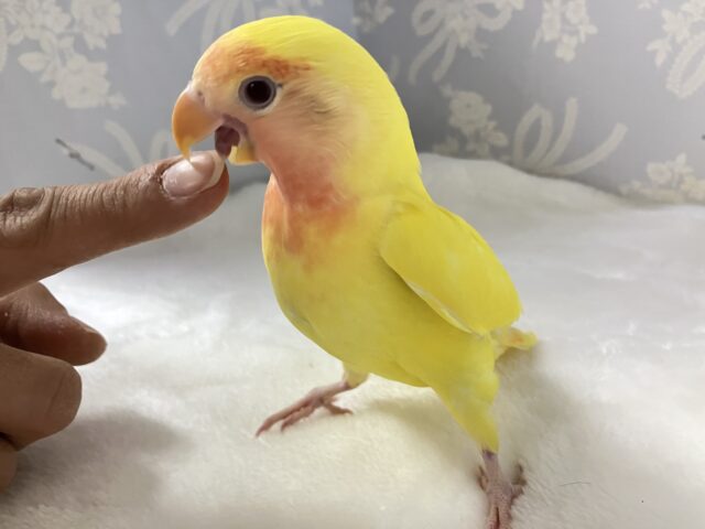 コザクラインコ（小桜インコ）