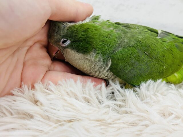 オキナインコ