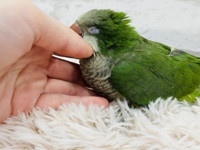 オキナインコ