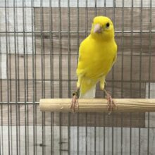 不動の人気！レモンカナリア（ムフク）入舎しました！
