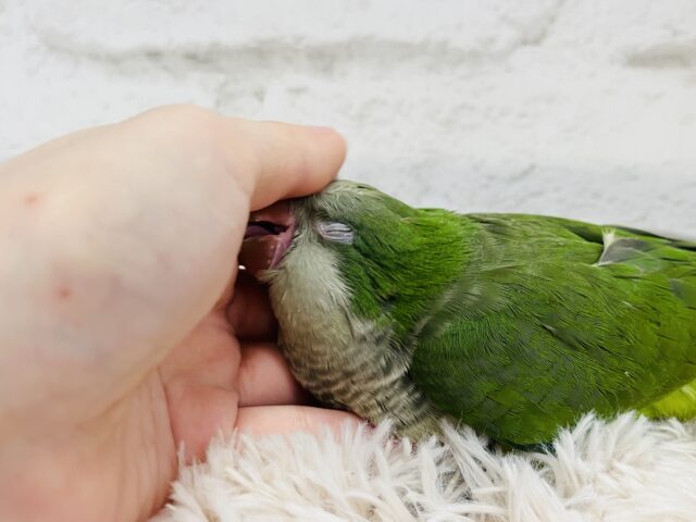 オキナインコ