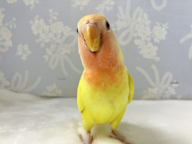 コザクラインコ（小桜インコ）