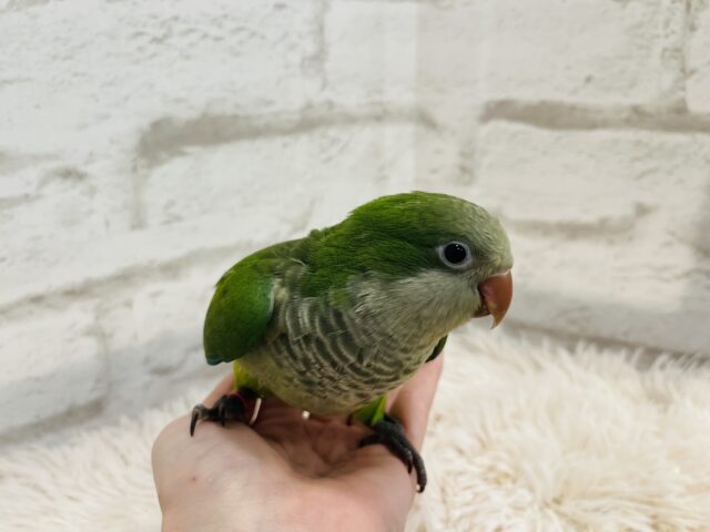 オキナインコ