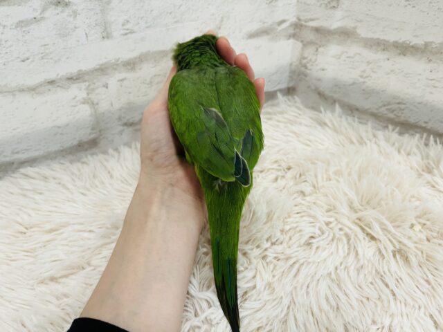 オキナインコ