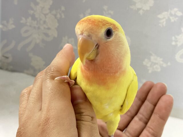 コザクラインコ（小桜インコ）