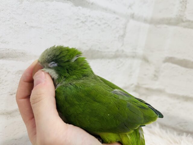 オキナインコ