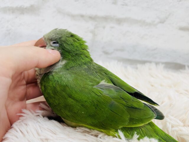 オキナインコ