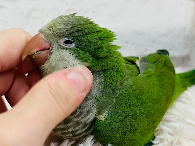 【最新画像更新🪄】ワキワキ♬*°ノリノリオキナ💚オキナインコ(グリーン) ヒナ