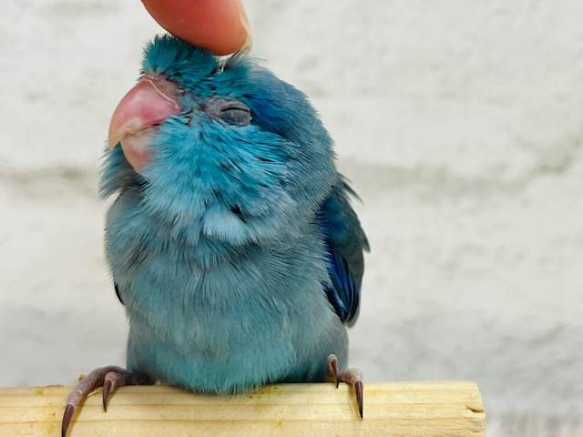 【最新画像更新🪄】青まめさん、甘々たっぷり～～☆　マメルリハインコ　ブルー～～