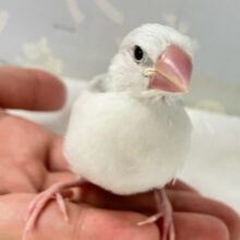 ✨最新画像✨インクぽちょりでキュートですっ🩶💧´-白文鳥(2024年10月生まれ)