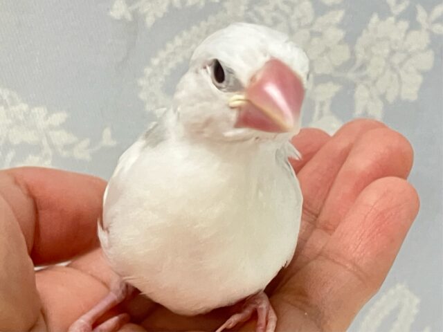 白文鳥