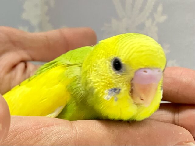 ✨最新画像✨サンサン菜の花元気っ子🏵️💛セキセイインコ(スパングルパイド2024年10月生まれ)