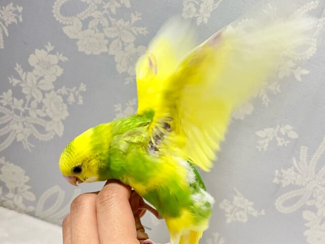 セキセイインコ