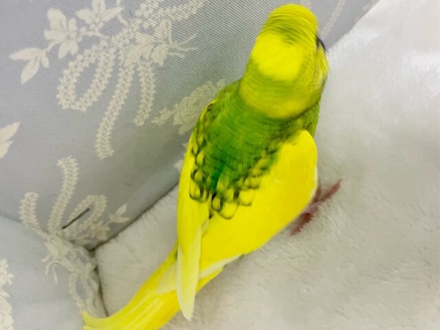 セキセイインコ