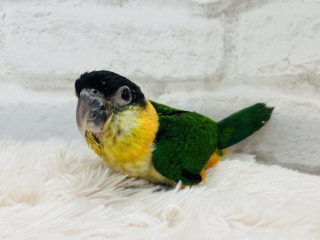 ズグロシロハラインコ