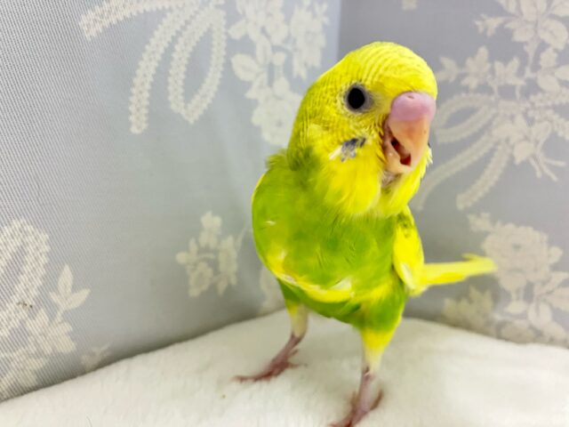 セキセイインコ