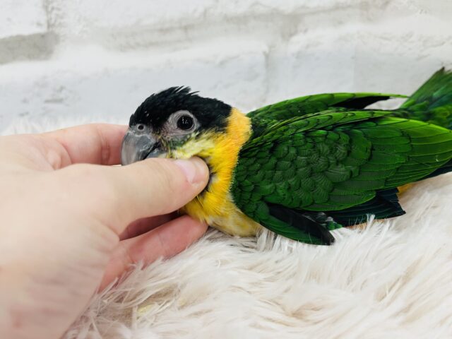 ズグロシロハラインコ