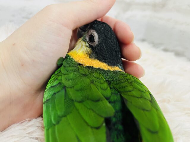 ズグロシロハラインコ