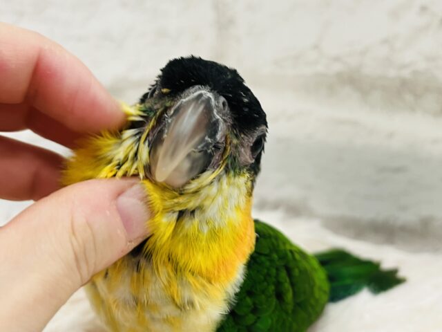 ズグロシロハラインコ