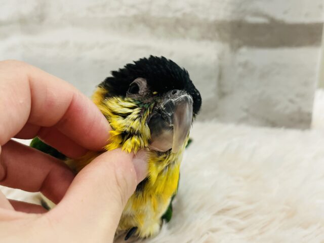 ズグロシロハラインコ