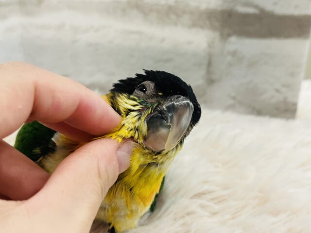 ズグロシロハラインコ