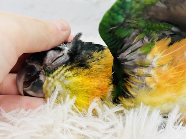 ズグロシロハラインコ