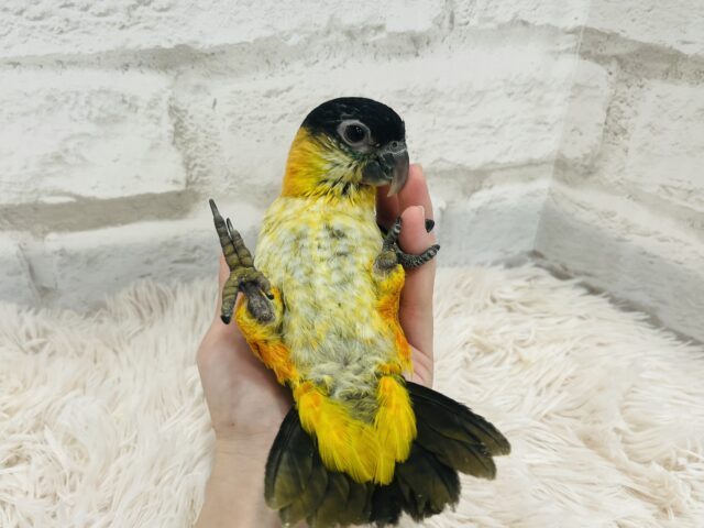 ズグロシロハラインコ