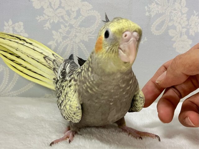 オカメインコ