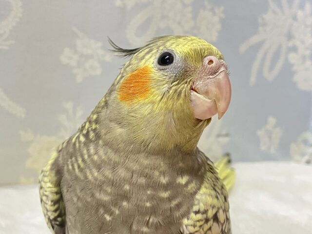 ✨最新画像✨バジルとチーズで着飾るぞっ🧀🌿.∘オカメインコ(パール2024年9月生まれ)