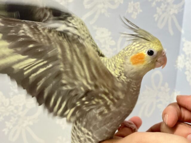 オカメインコ