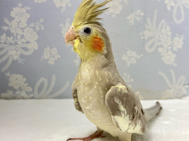 オカメインコ